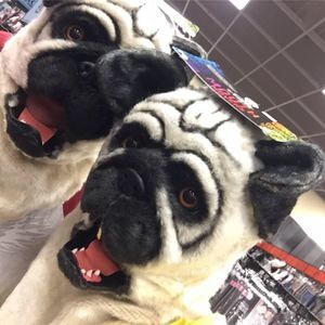 Meet your Posher, Brayden